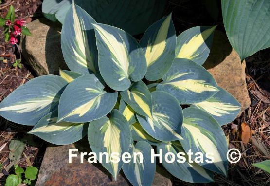 Hosta Timeless Beauty